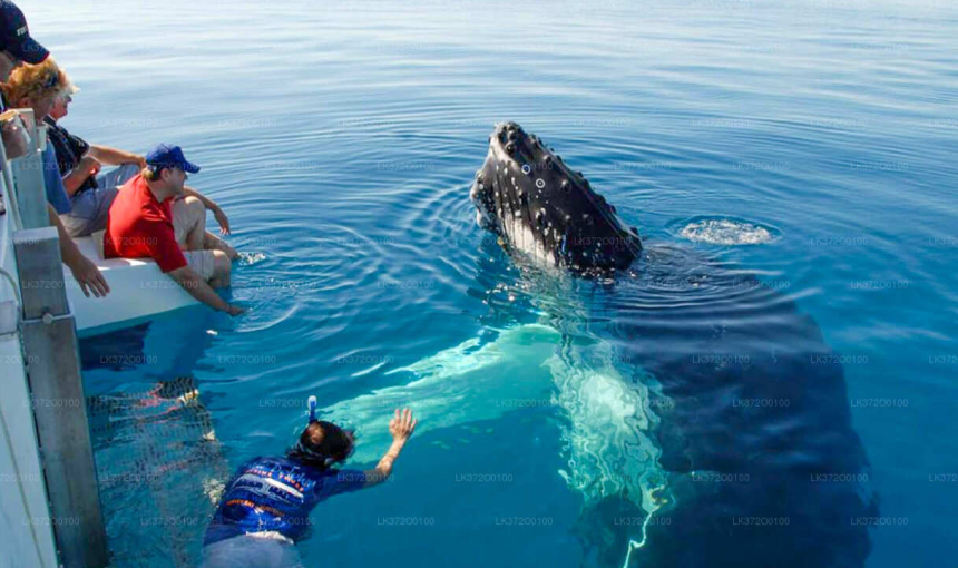 Before Your Whale Watching Trip